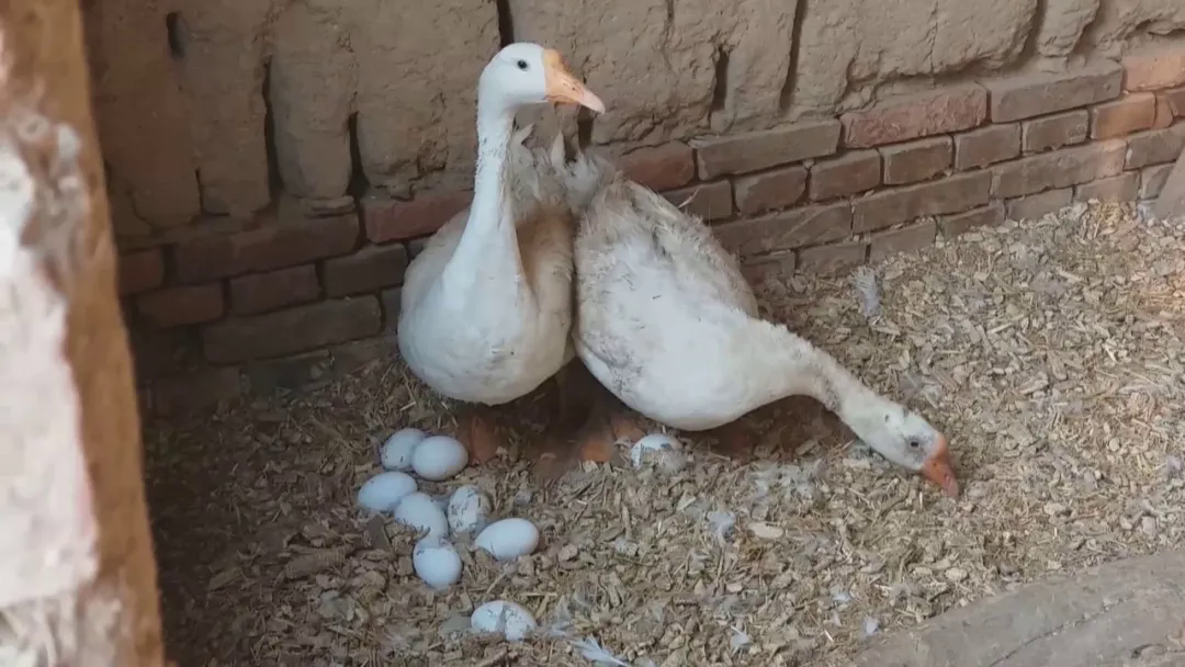 求助!6000只大白鹅日产2000枚蛋,鹅蛋滞销愁坏养殖户