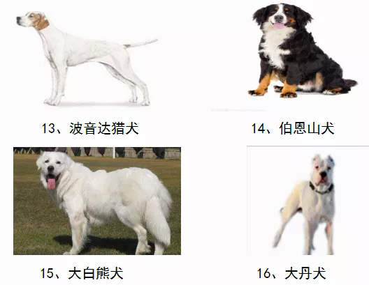 德州市公安局 公布了德州市养犬重点管理区域 禁养犬名录 明确自2021