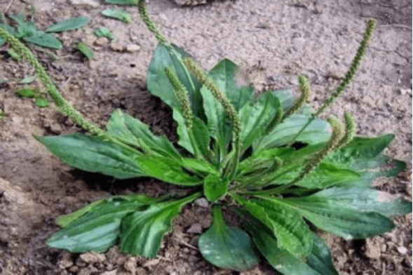 七院国医堂药膳药食两用食物车前子