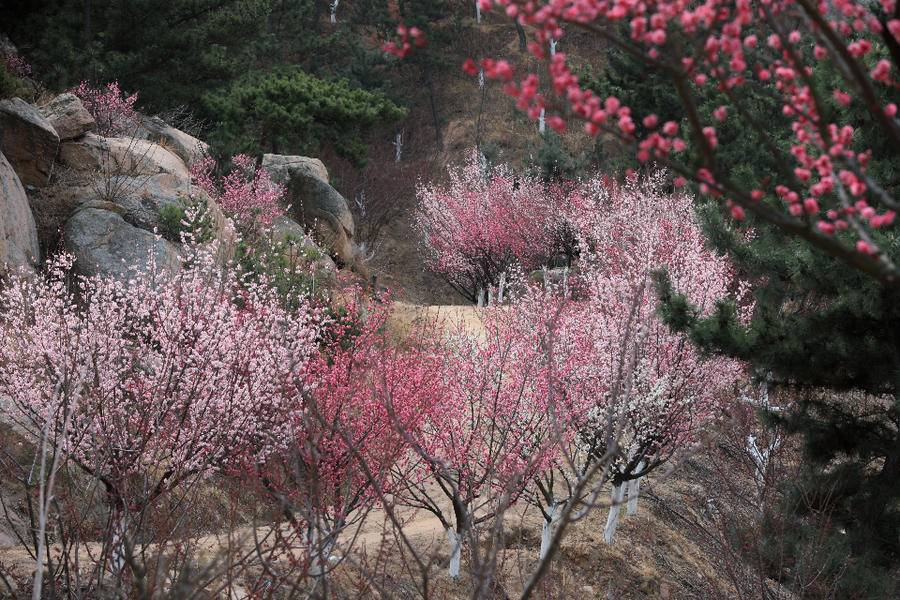 梅花谷梅花绽放春意盎然即墨天柱山修复矿坑荒山换来美景