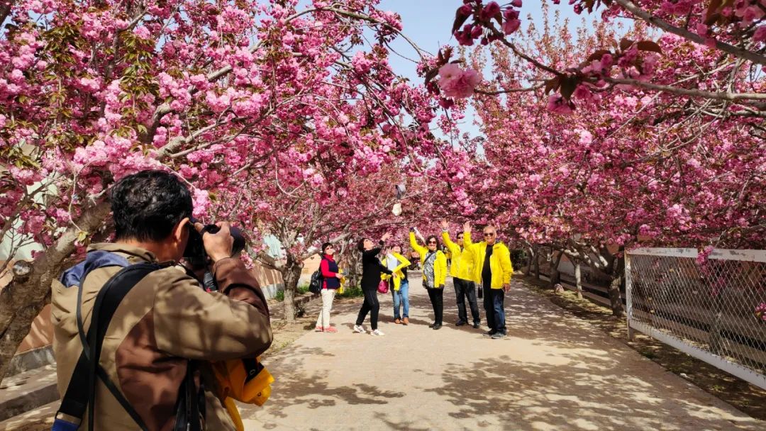 今天上午,"樱花细语·魅力濯村"2021中国·山东莱阳濯村第七届樱花节