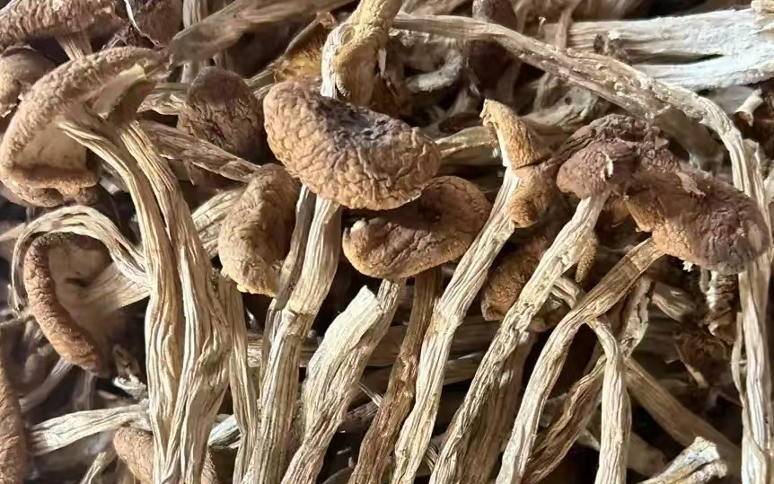 茶树菇.jpg
