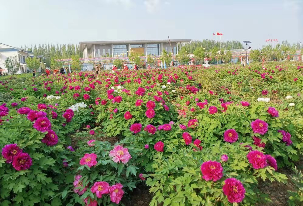 哪里牡丹最好看老菏泽人带你玩转各大牡丹园