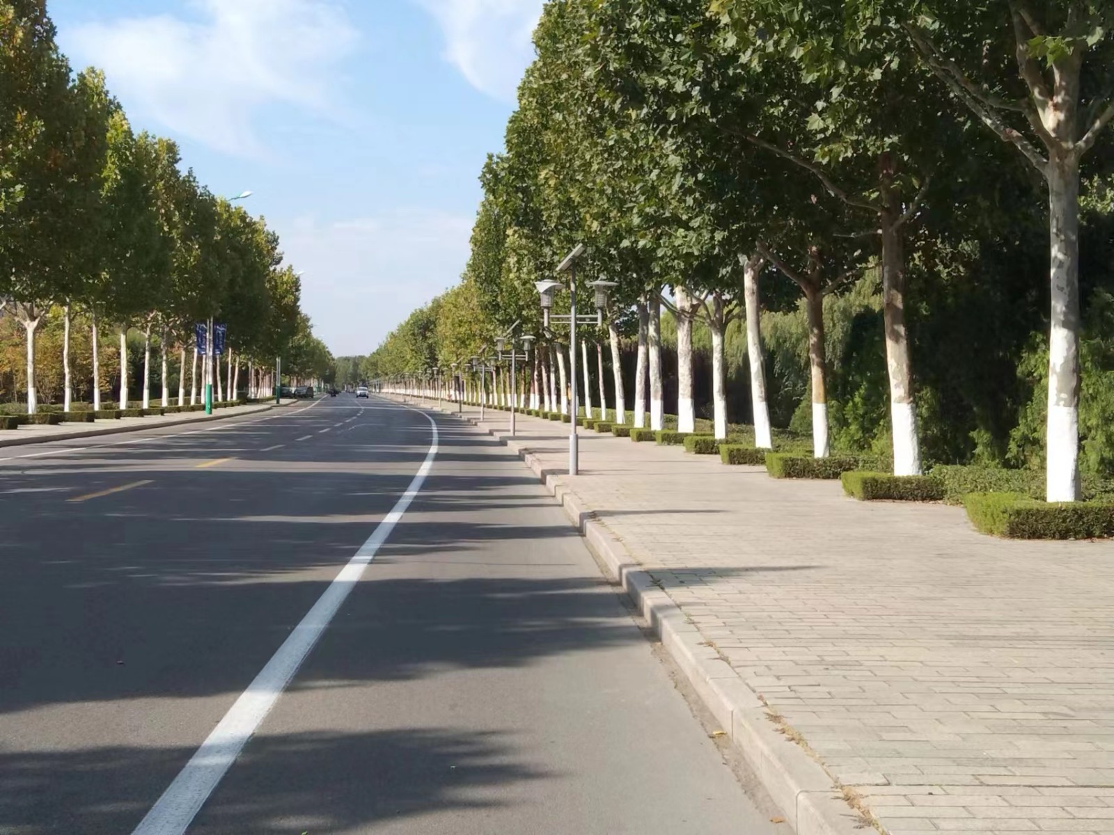 诸城市综合行政执法局城市园丁为行道树穿盔甲行道树涂白安全过冬有