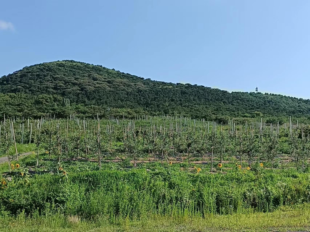 山東諸城:密州街道小澇溝網格黨支部帶領群眾走致富路_山東_大眾網