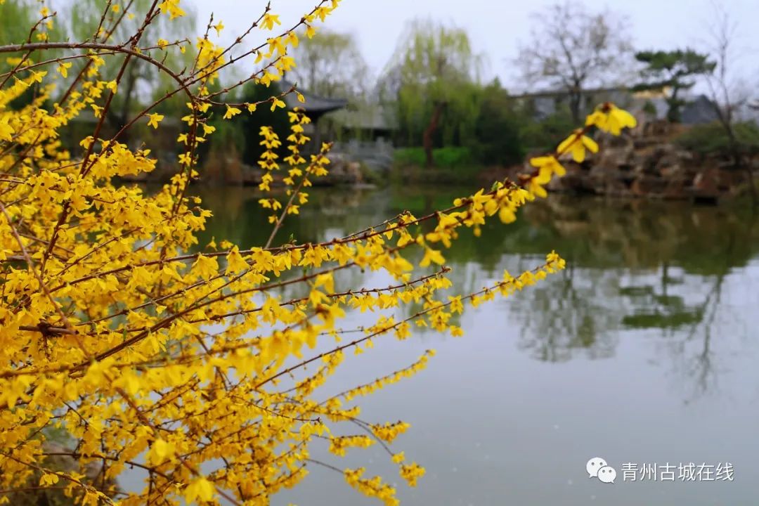 青州古城一城烟雨半城花这里有醉美的江南之春