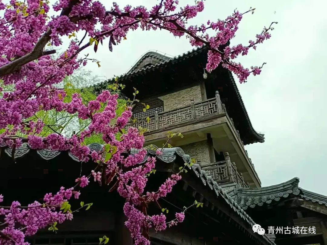青州古城一城烟雨半城花这里有醉美的江南之春