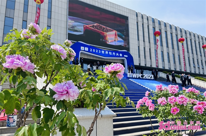第32届菏泽国际牡丹文化旅游节开幕式首次在夜间举办;2023世界牡丹