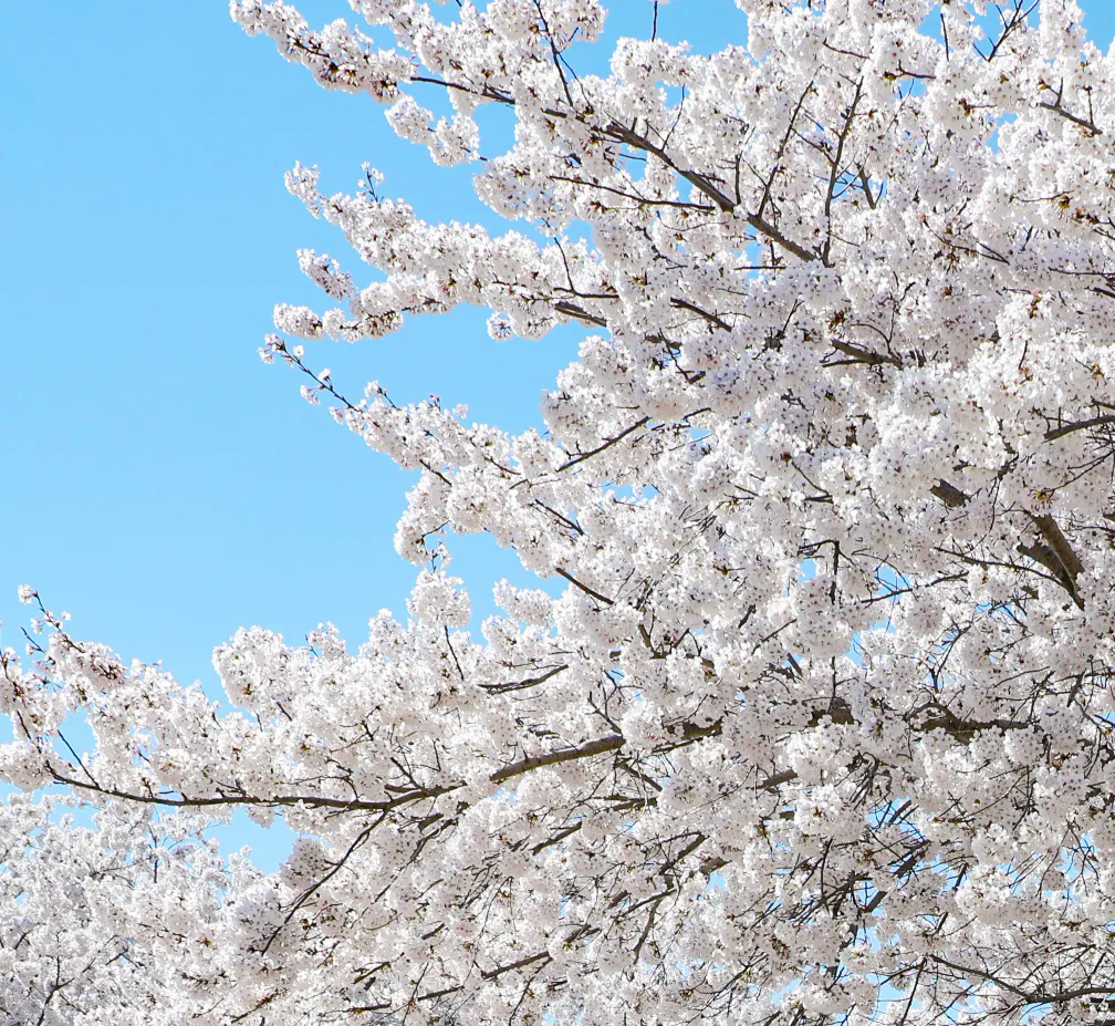 风吹过,樱花似雪