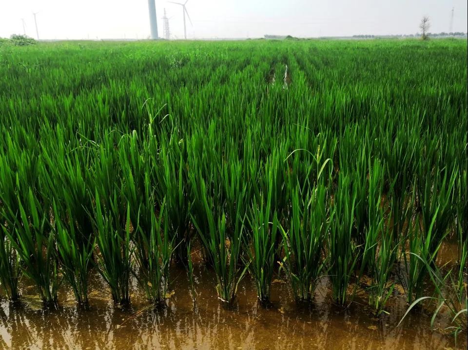 盐碱地里也长能水稻?庆云庆裕集团巧把旱地变水田!