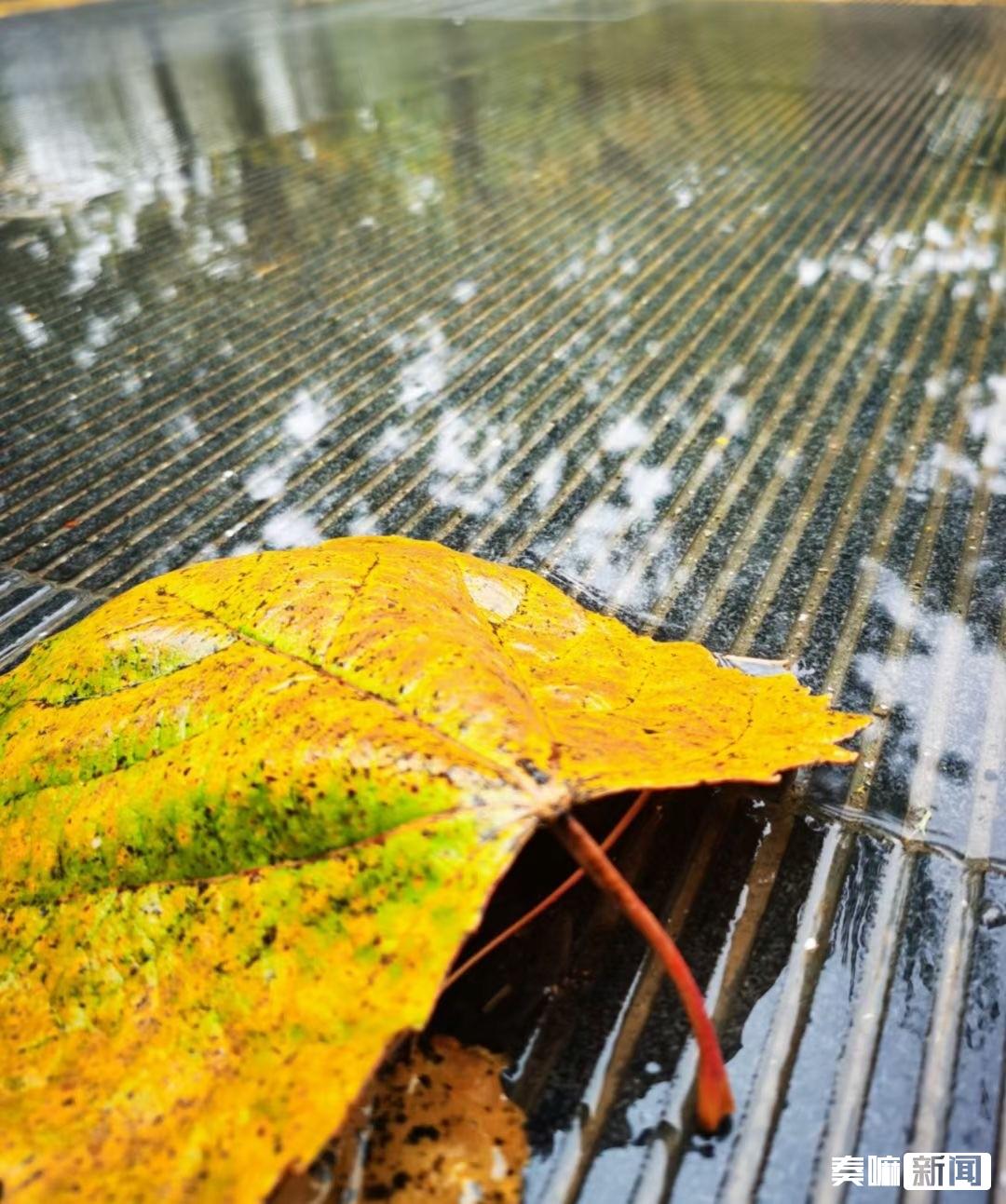 冬之美~雨中德州掉進大染缸 五彩落葉似油畫