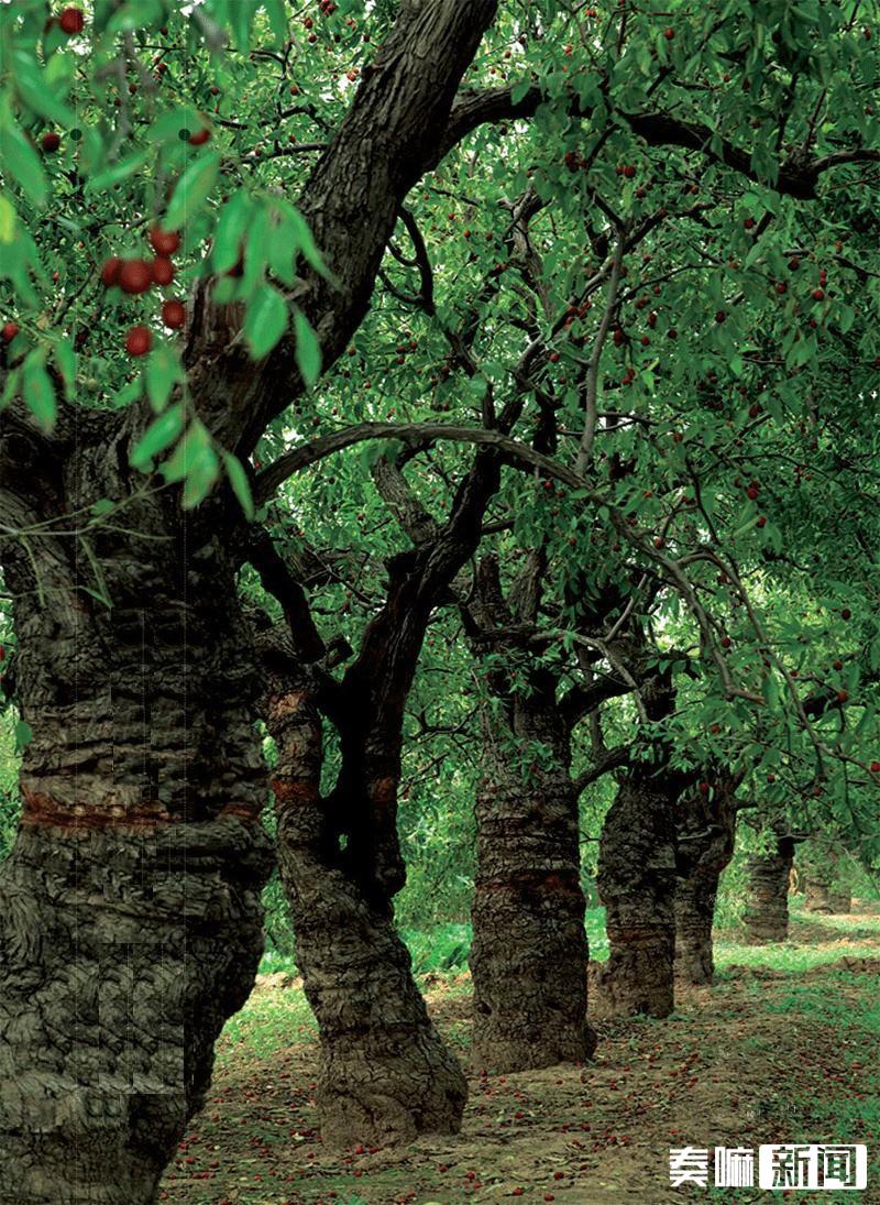 神秘乐陵备用图片