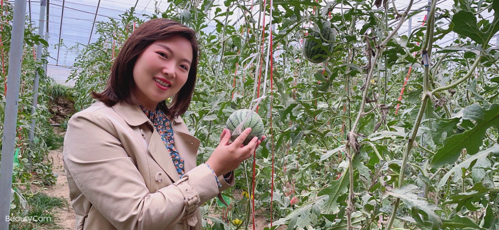 奏嘛直播西瓜吊着长甜瓜蜜般甜德州采摘去这里