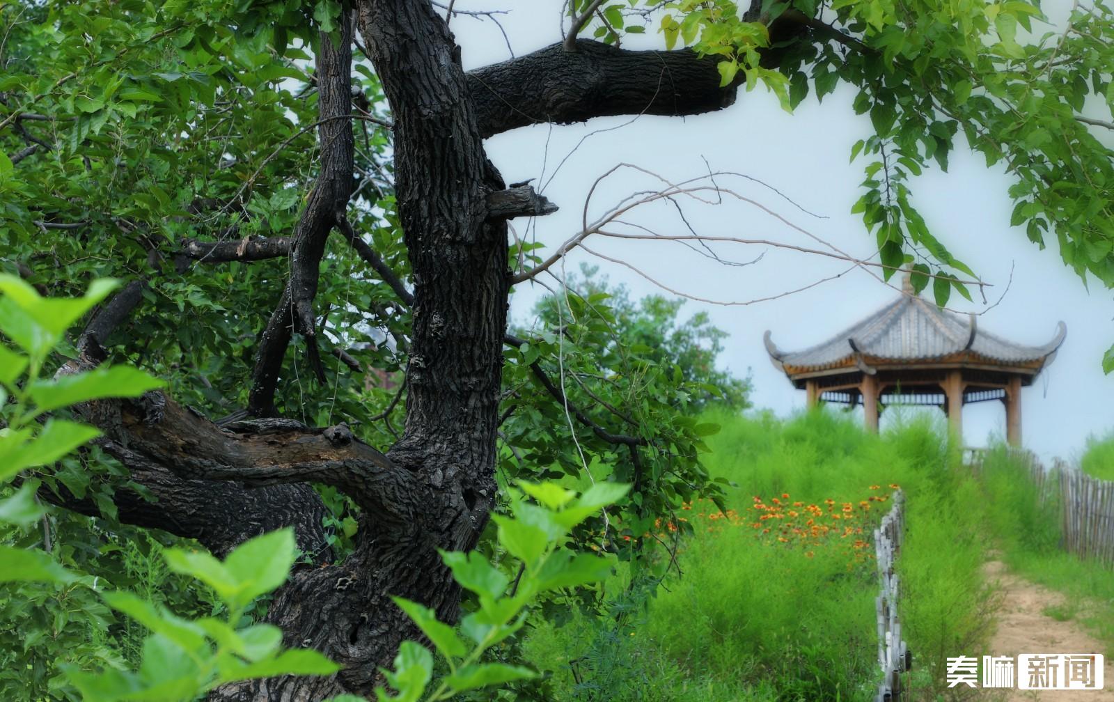 古桑群國家4a級景區黃河故道森林公園這裡有大家都不陌生提起夏津8月