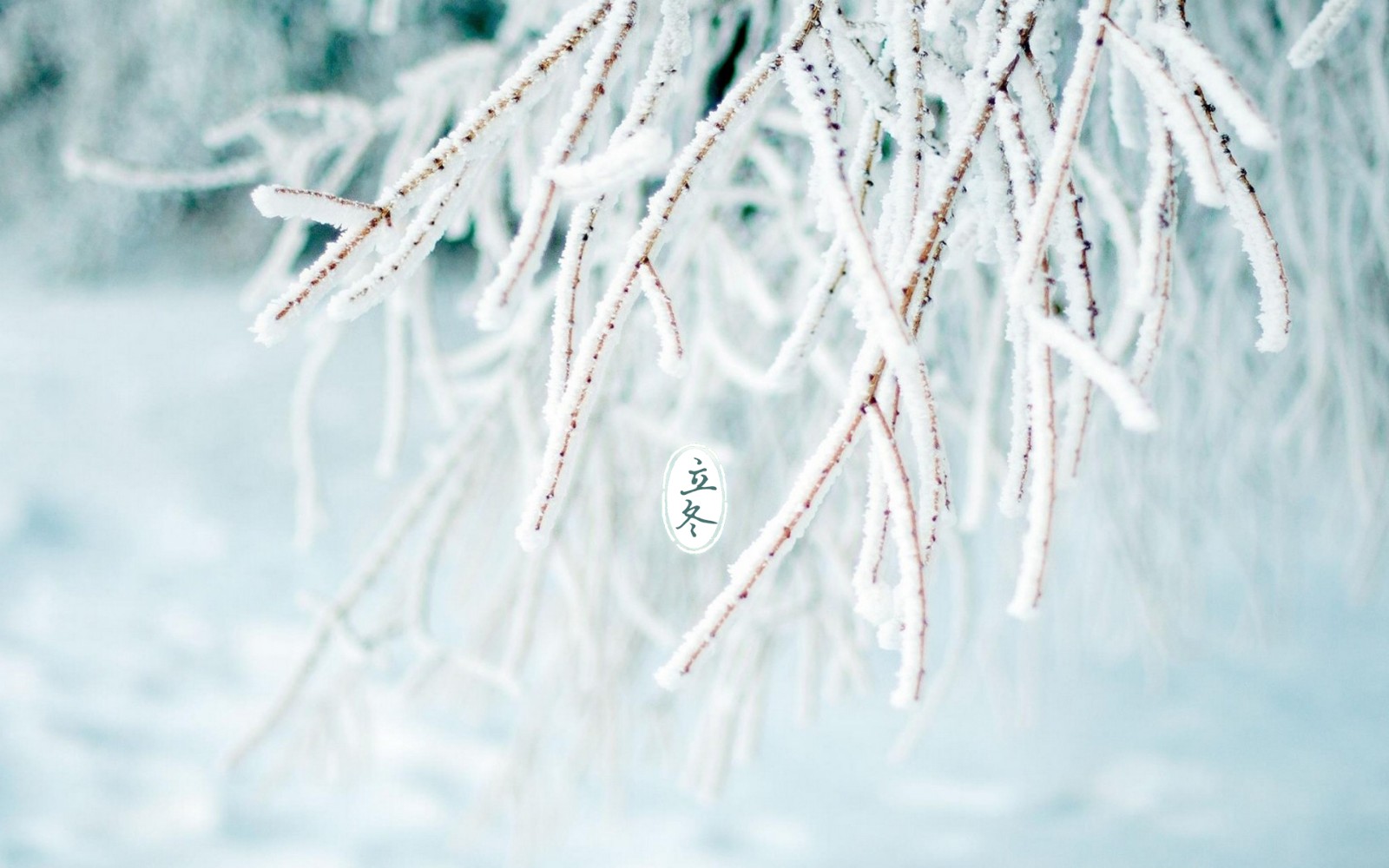 立冬下雪图片大全图片