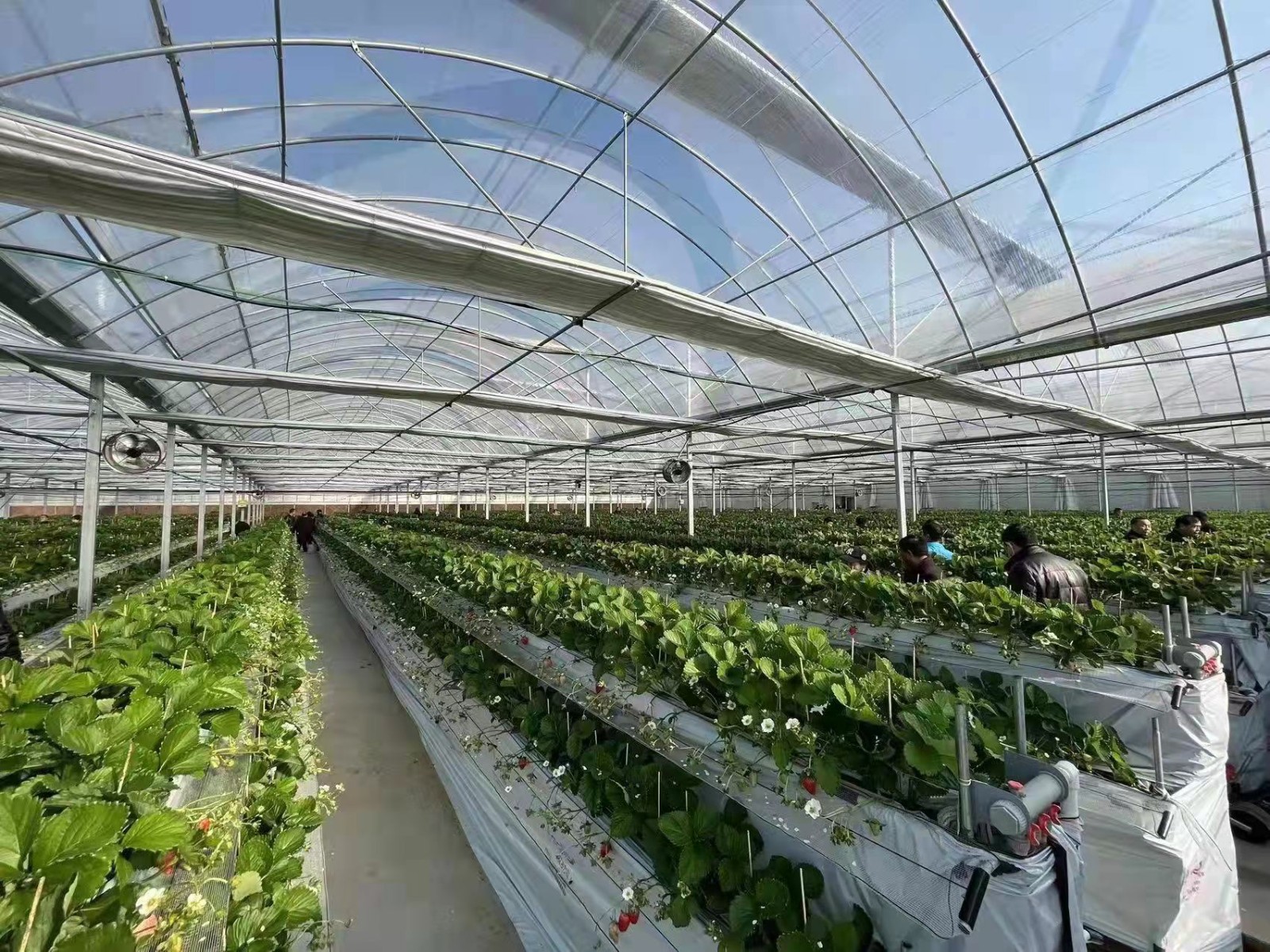 夸利亚雷拉说德佩加盟米兰：他正在大舞台上自若外现，适合米兰的侵犯系统