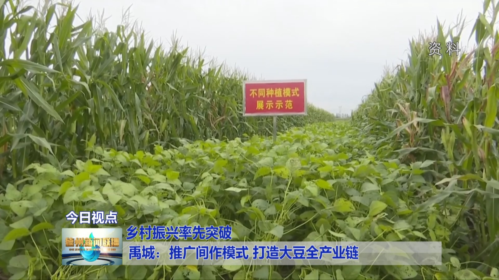 禹城：推广间作模式