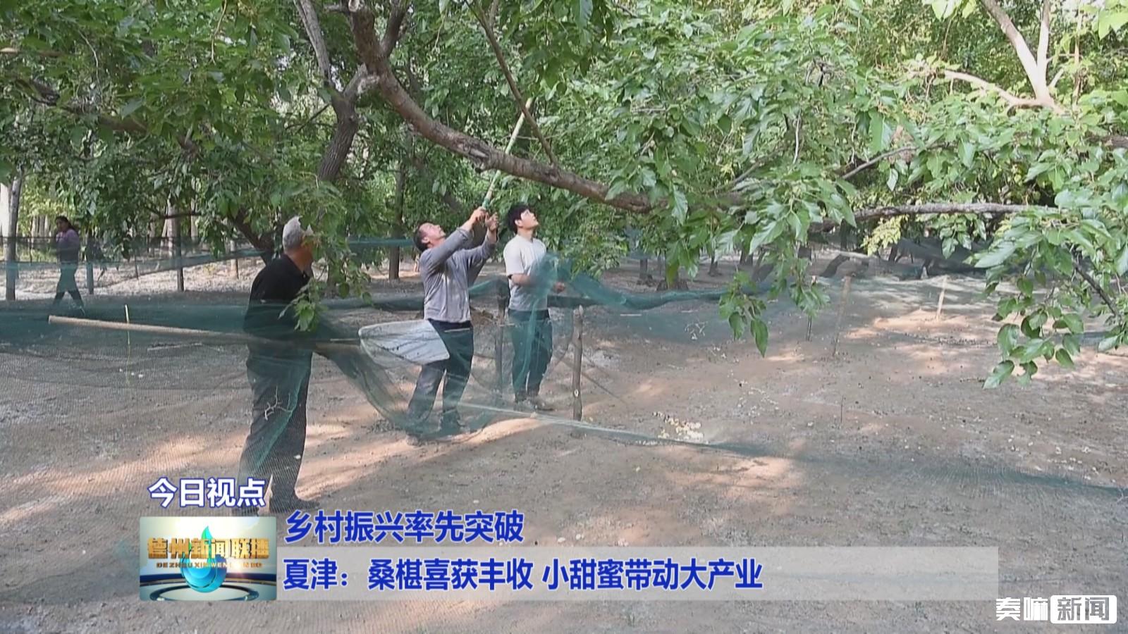 夏津:桑椹喜获丰收