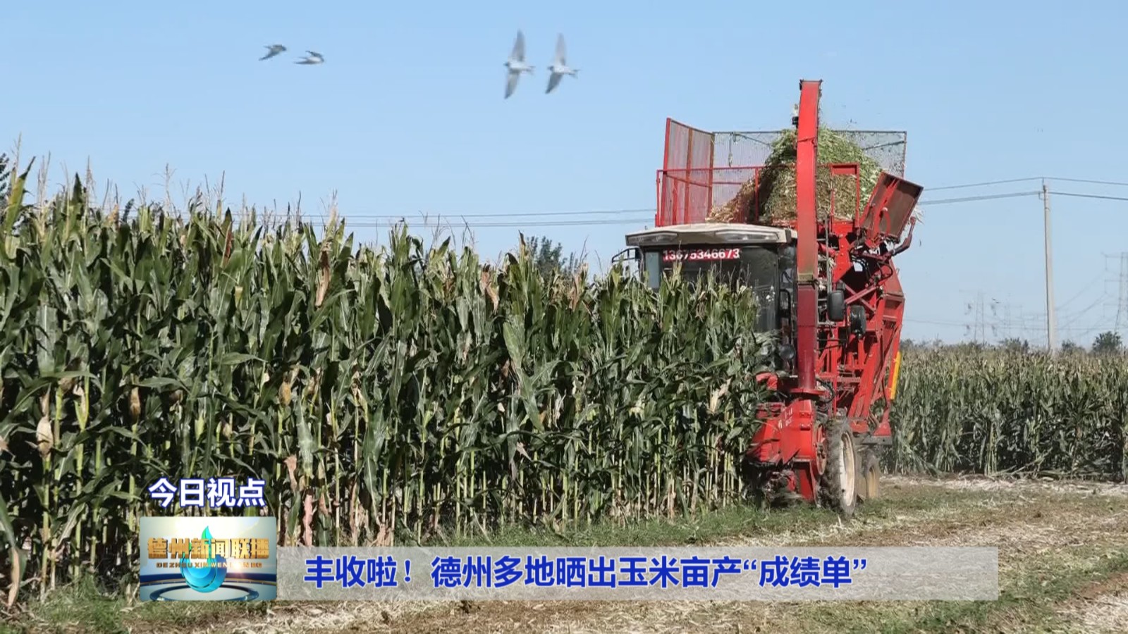 德州丰收6
