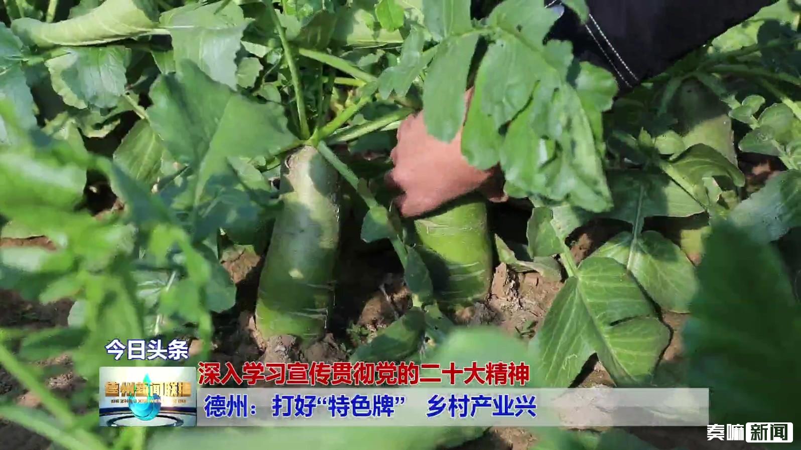 1德州:打好“特色牌”