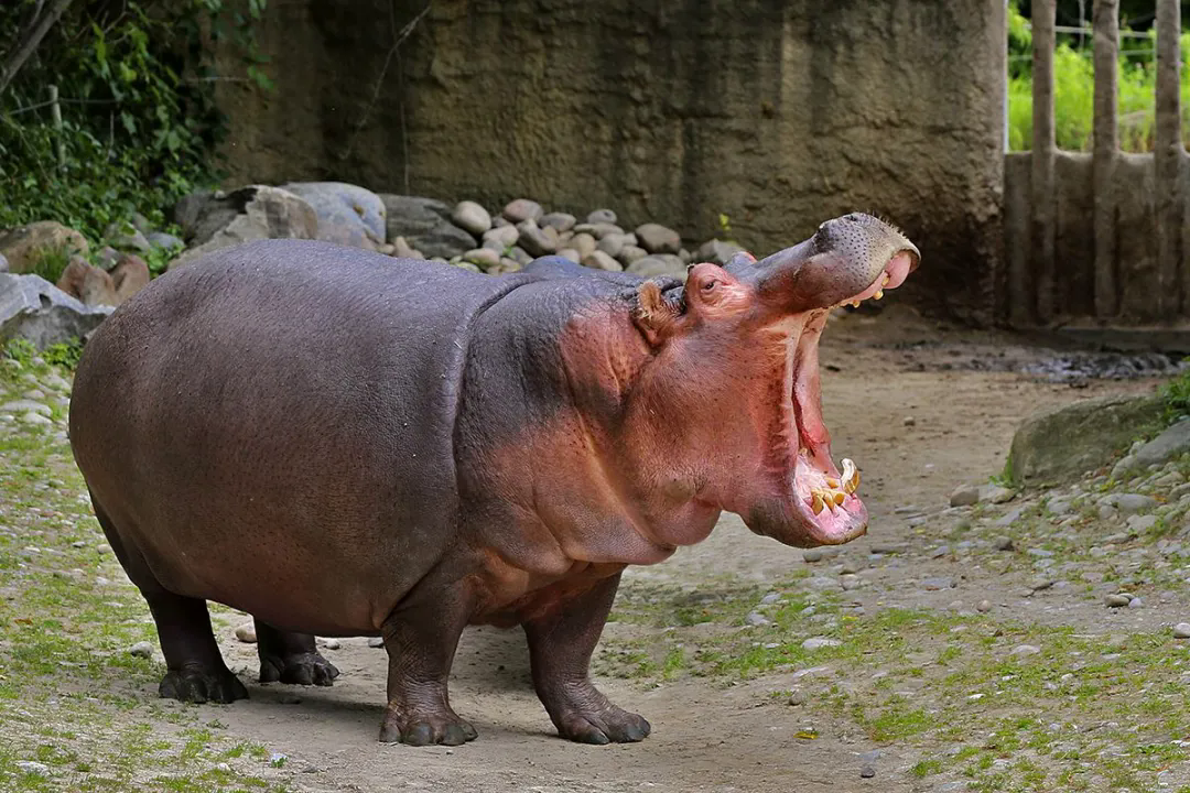 长相憨厚实际凶猛的大河马