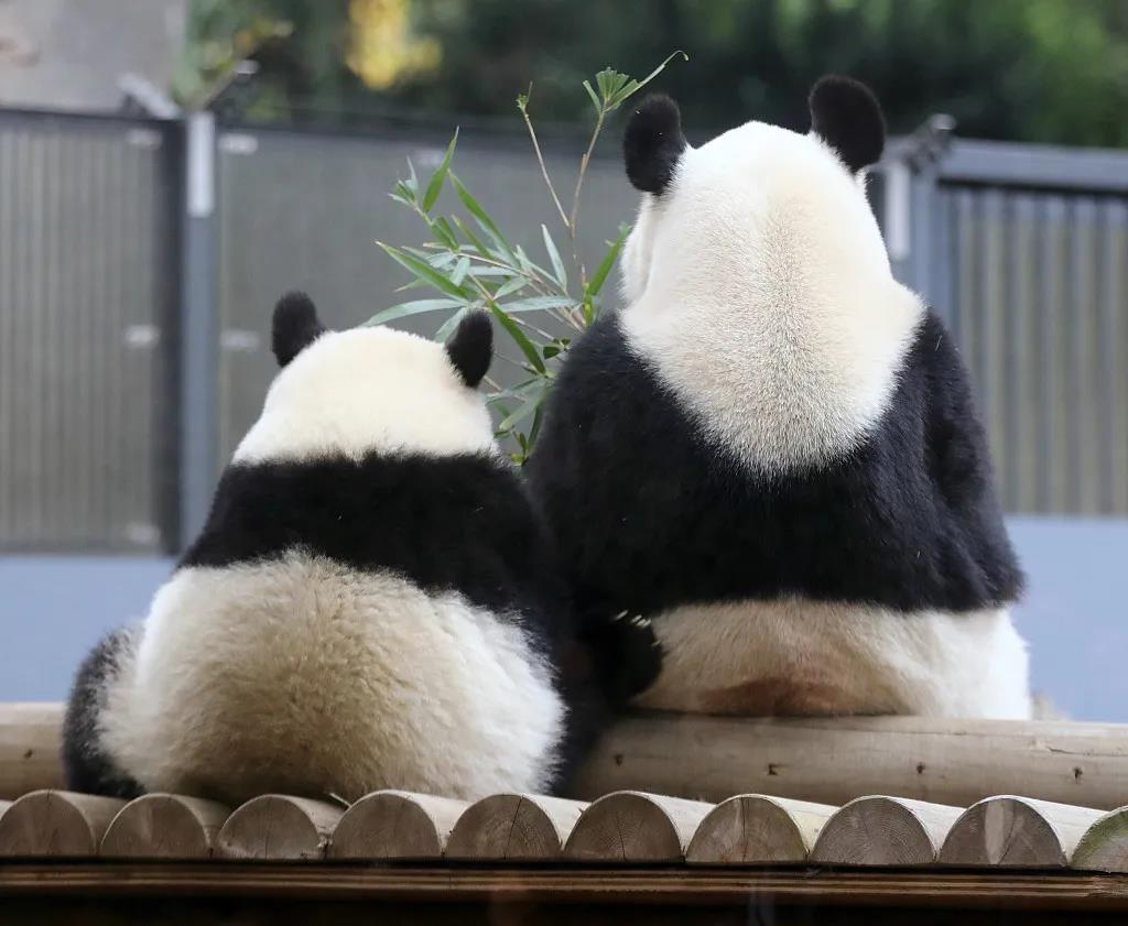 再留几天行吗？日本舍不得大熊猫回中国