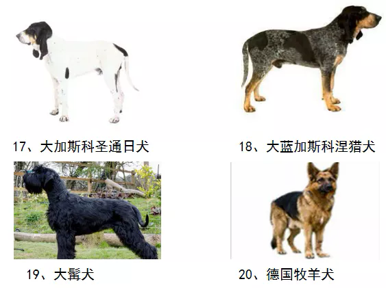 看图:还有9天,这些犬就不能养了