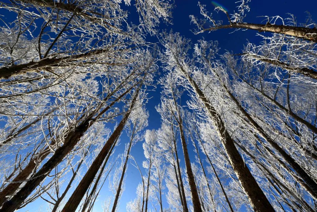 今日大寒,暖酝冰霜里,春酿严冬时