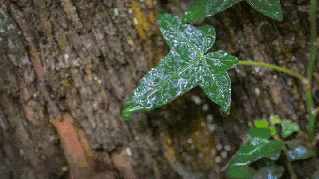 主播夜讀夏日聽雨主播安揚