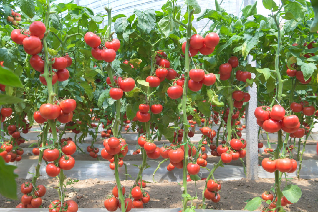-12℃!强寒潮来袭!种植蔬菜的农民要注意!!-大略网