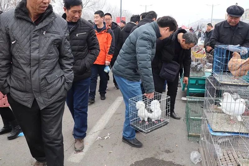 鸽市大集卖鸽子图片