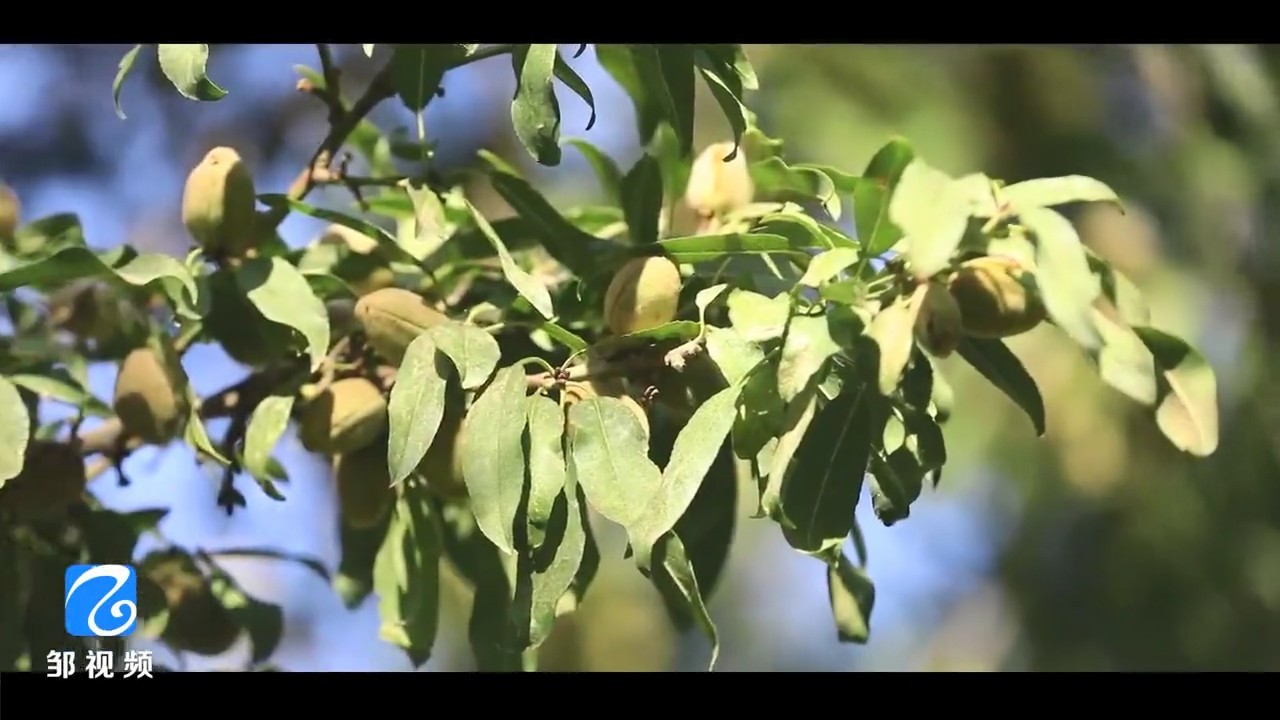 新疆特产——莎车巴旦木