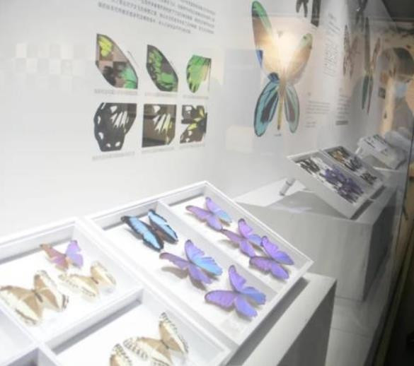 “虫·逢——世界珍稀昆虫标本展”在滨州市博物馆开幕