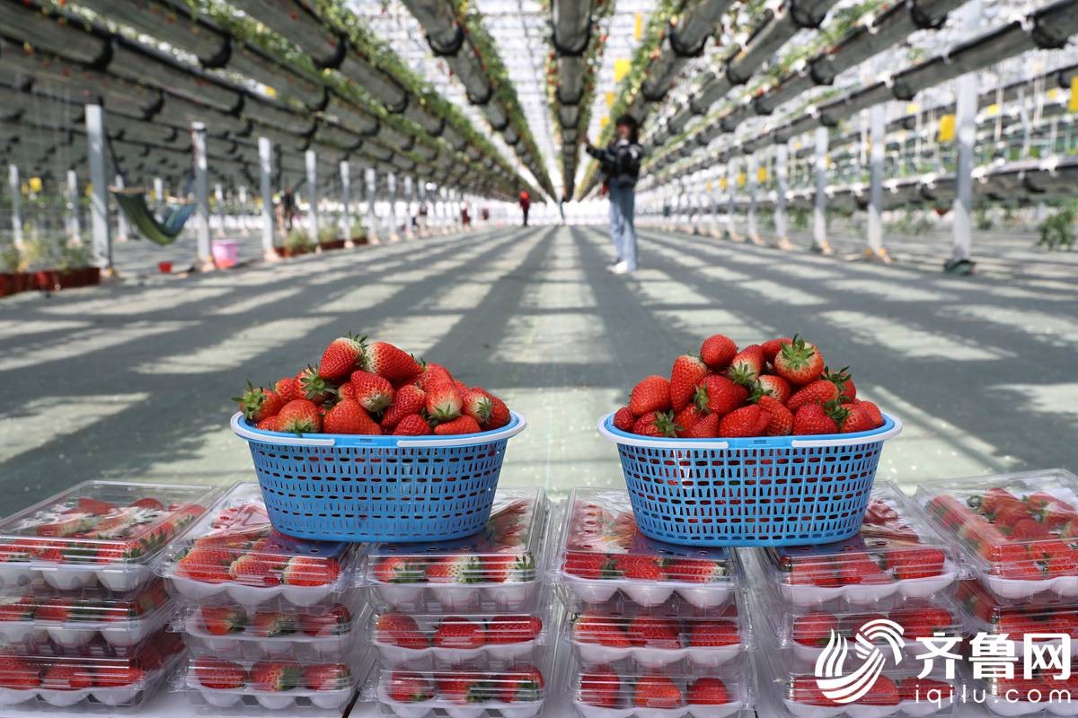 4月4日，游客在山东青岛城阳区棘洪滩街道绿沃川农业科技有限公司的草莓大棚里采摘草莓。(张进刚