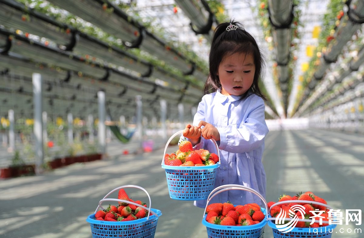 4月4日，王可暄小朋友在整理刚刚采摘的草莓。（张进刚