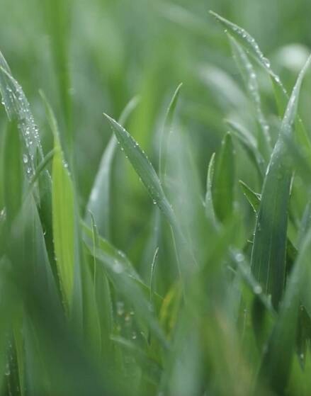 山东8市降下中雨 专家：此次降雨利于冬小麦生长