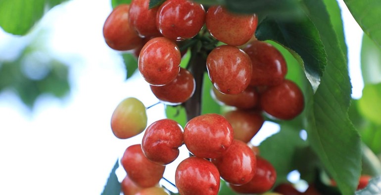 潍坊市坊子区优质樱桃“梯次上市” 一个大棚年赚近10万元