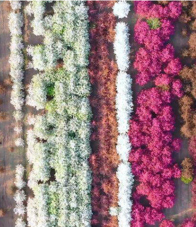 尋找最美春天丨五蓮千畝七彩海棠花海美如畫卷