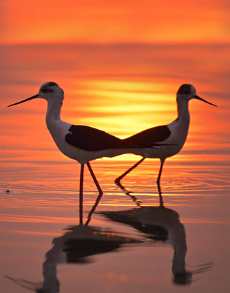 《大河之洲》每一帧都是精美壁纸 每一景都是生态赞歌