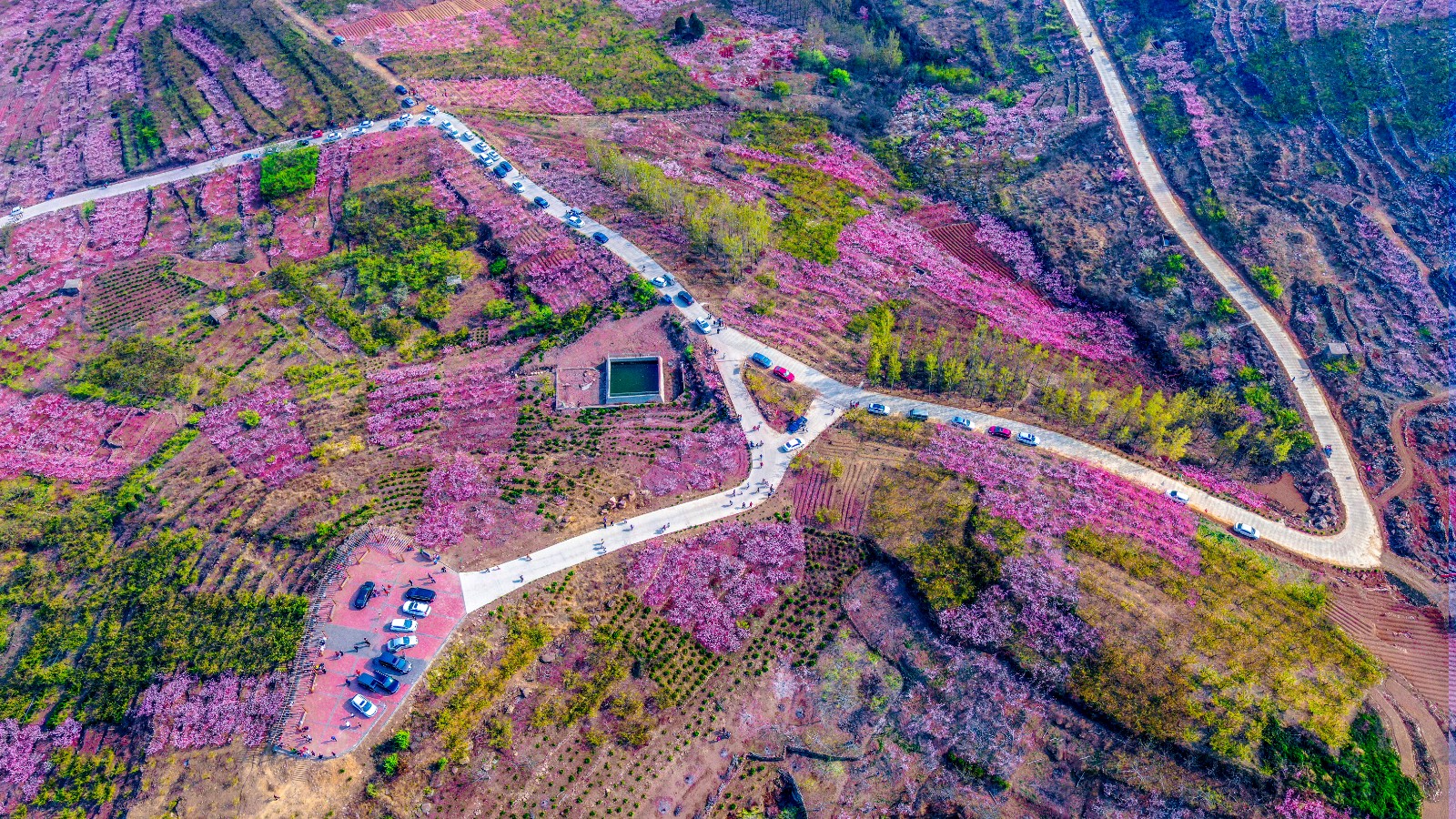 俯瞰温泉村万亩桃园