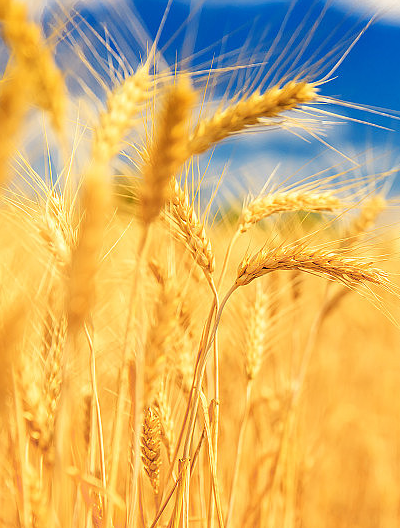 全国已收获冬小麦面积1.86亿亩 收获进度达61%