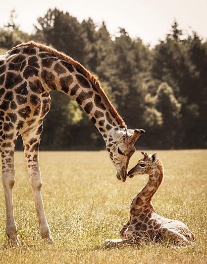 身高1米9！济南野生动物世界新出生一只小长颈鹿