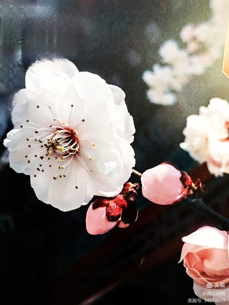 梅花三弄诗三首