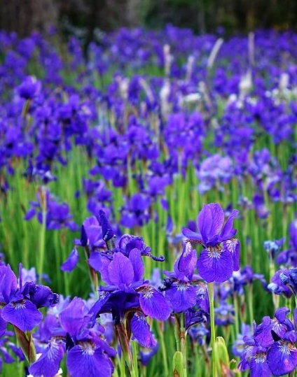 唐岛湾国家湿地公园蓝紫色调花系扮靓夏天