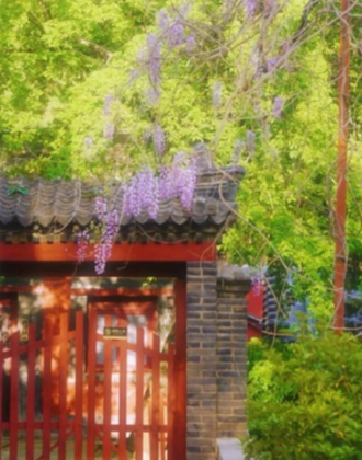 组图丨千年古刹又逢春 普照寺中春意浓