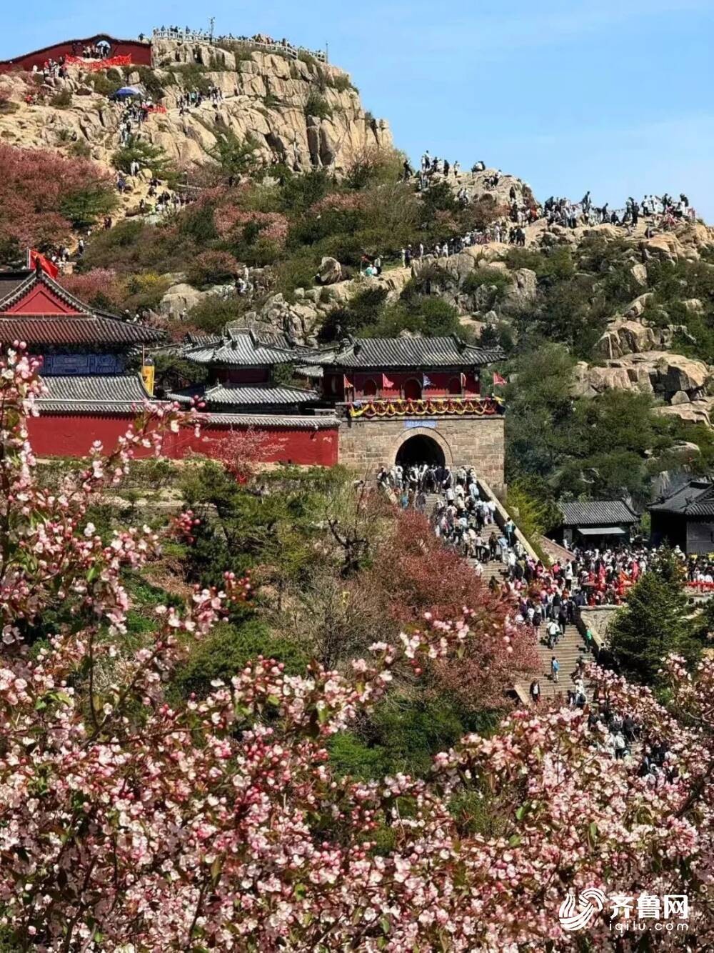 组图丨五月泰山海棠盛放 青山绿树间铺就梦幻花海