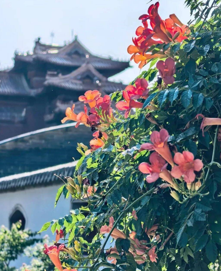 夏日泰山岱庙的热浪里 藏着一场与凌霄花的惊艳相逢