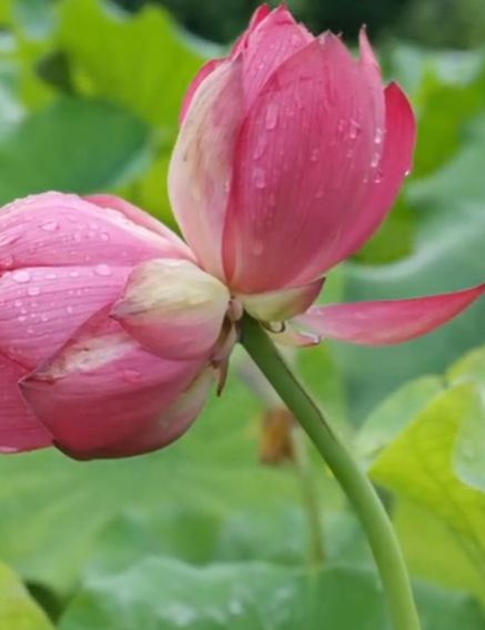 十万分之一的概率！四川惊现两株绝美“并蒂莲”花