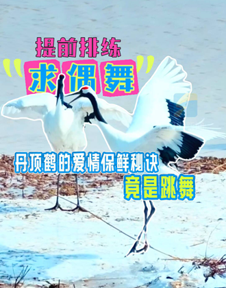 大河之洲（第二季）丨丹顶鹤的爱情保鲜秘诀竟是跳舞？
