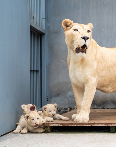 雙喜臨門！泉城歐樂堡喜迎北極熊龍鳳胎與18只小白獅